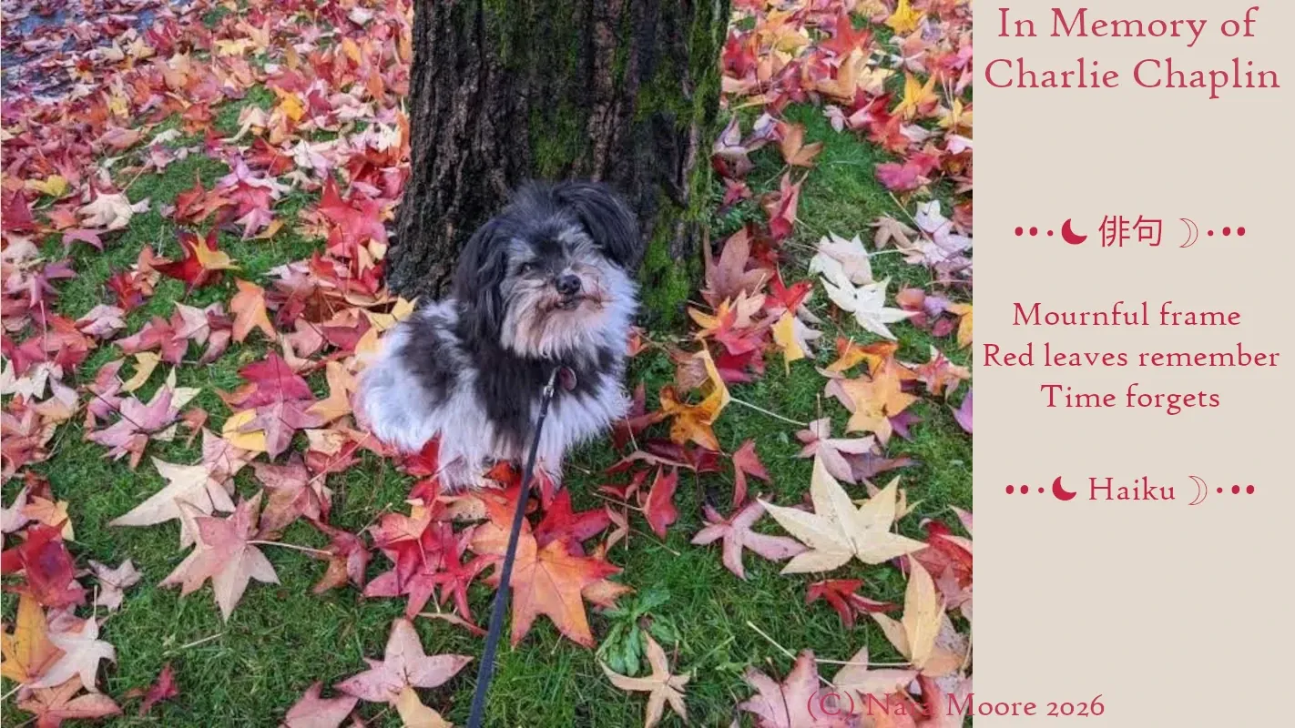 Dog in red leaves
Poem:
••⋅☾ #俳句 ☽⋅••

Mournful frame 
Red leaves remember
Time forgets

••⋅☾ #Haiku ☽⋅••