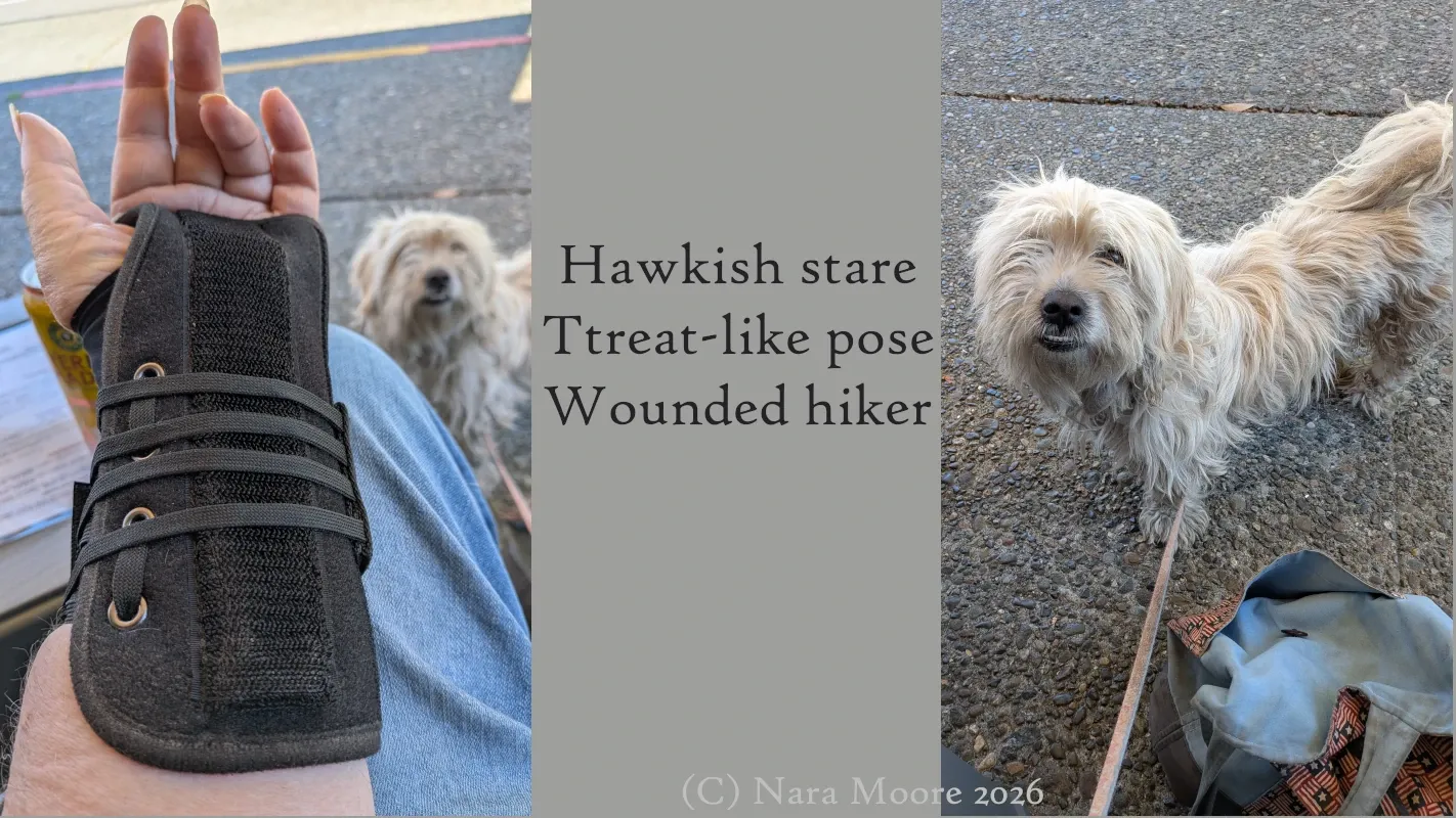 Image: Showing off brace. Two pictures of a dog looking at what I am doing.

Poem as in text